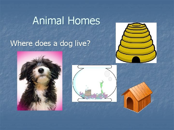 Animal Homes Where does a dog live? 