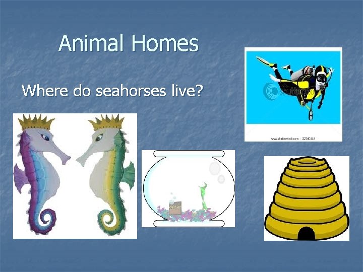 Animal Homes Where do seahorses live? 