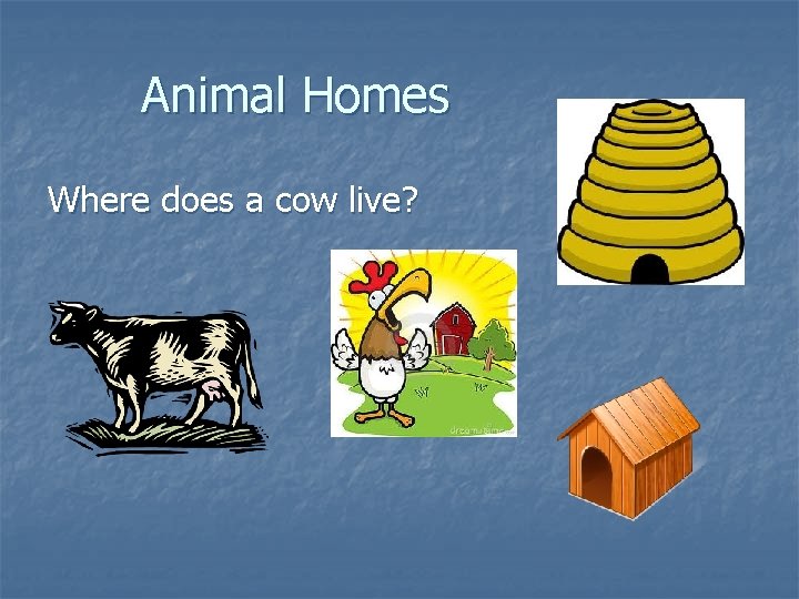 Animal Homes Where does a cow live? 