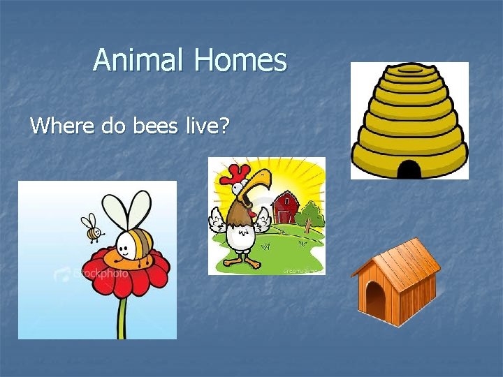 Animal Homes Where do bees live? 