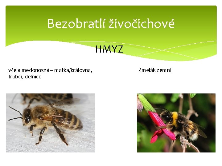 Bezobratlí živočichové HMYZ včela medonosná – matka/královna, trubci, dělnice čmelák zemní 