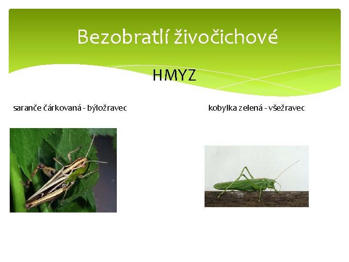 Bezobratlí živočichové HMYZ saranče čárkovaná - býložravec kobylka zelená - všežravec 