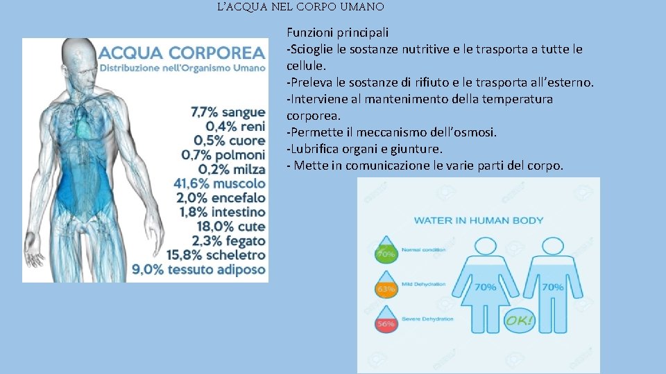 L’ACQUA NEL CORPO UMANO Funzioni principali -Scioglie le sostanze nutritive e le trasporta a