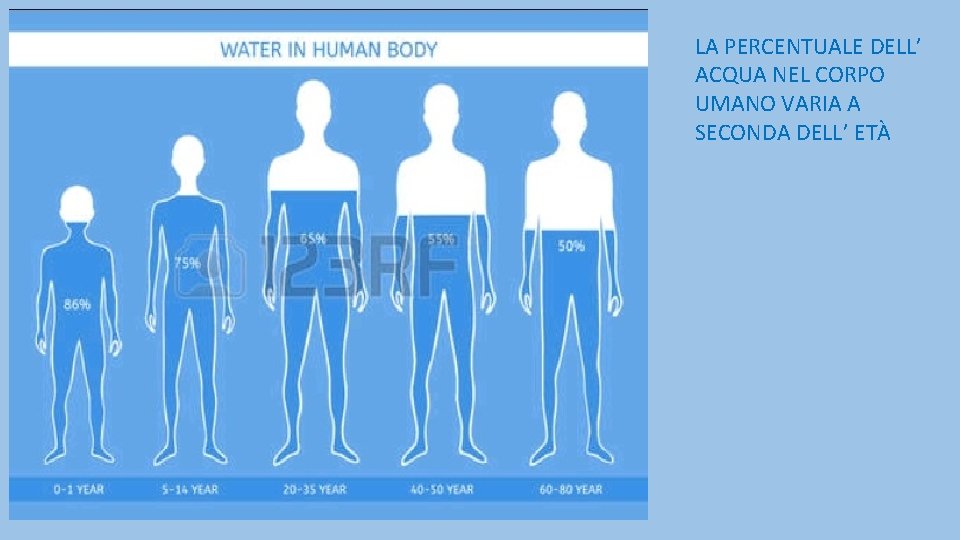 LA PERCENTUALE DELL’ ACQUA NEL CORPO UMANO VARIA A SECONDA DELL’ ETÀ 