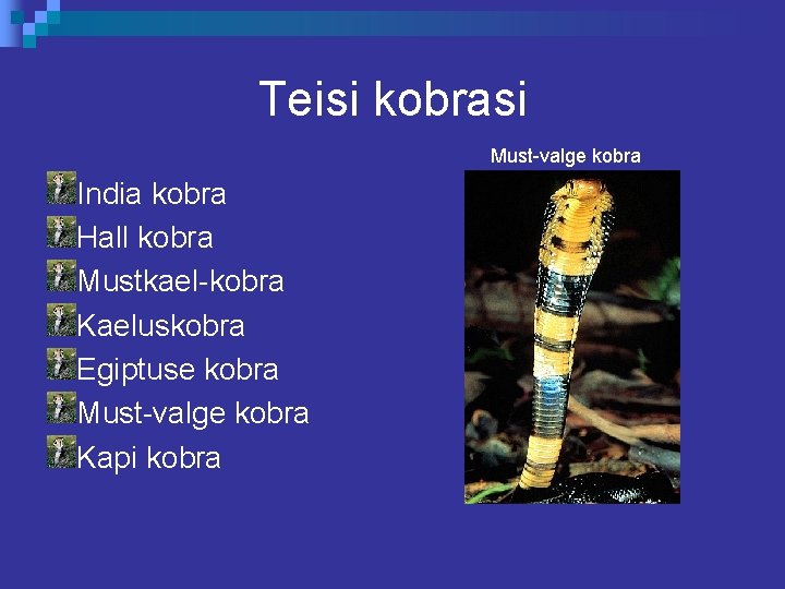 Teisi kobrasi Must-valge kobra India kobra Hall kobra Mustkael-kobra Kaeluskobra Egiptuse kobra Must-valge kobra