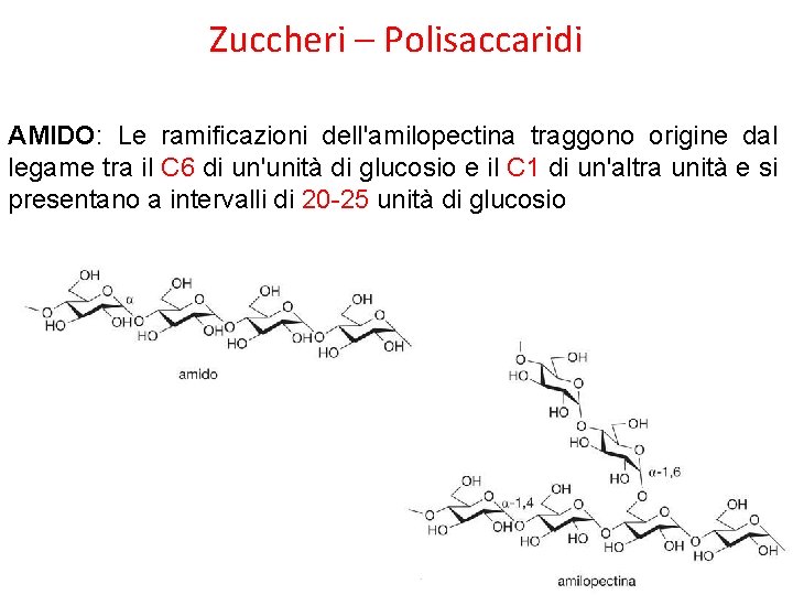 Zuccheri – Polisaccaridi AMIDO: Le ramificazioni dell'amilopectina traggono origine dal legame tra il C