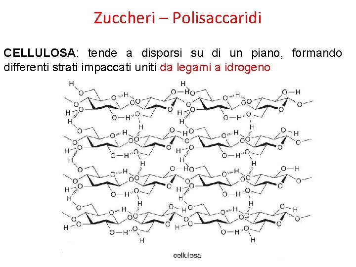 Zuccheri – Polisaccaridi CELLULOSA: tende a disporsi su di un piano, formando differenti strati