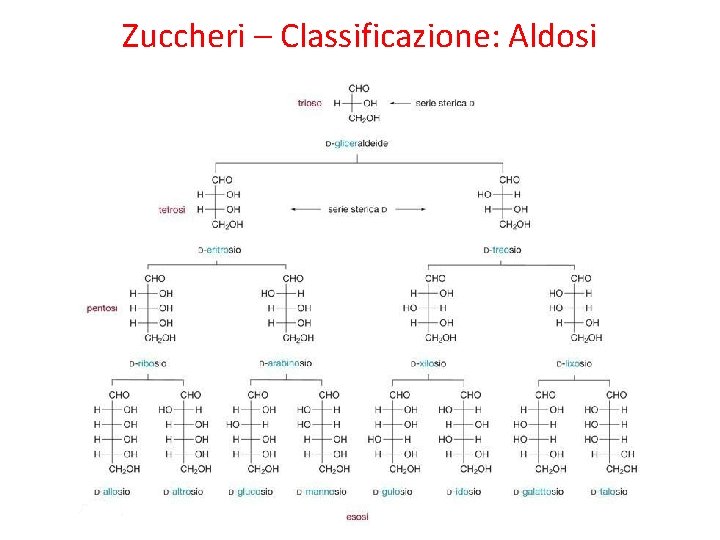 Zuccheri – Classificazione: Aldosi 