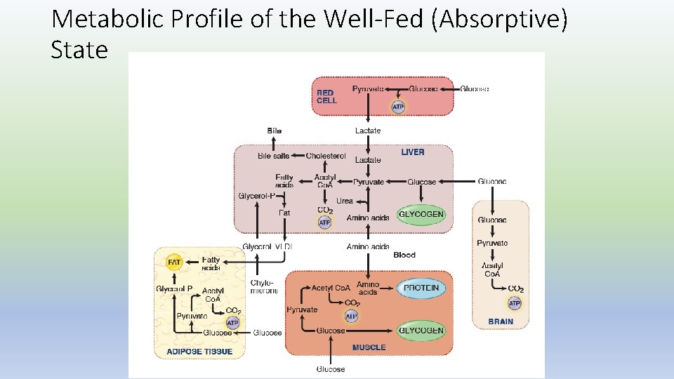 Metabolic Profile of the Well-Fed (Absorptive) State 