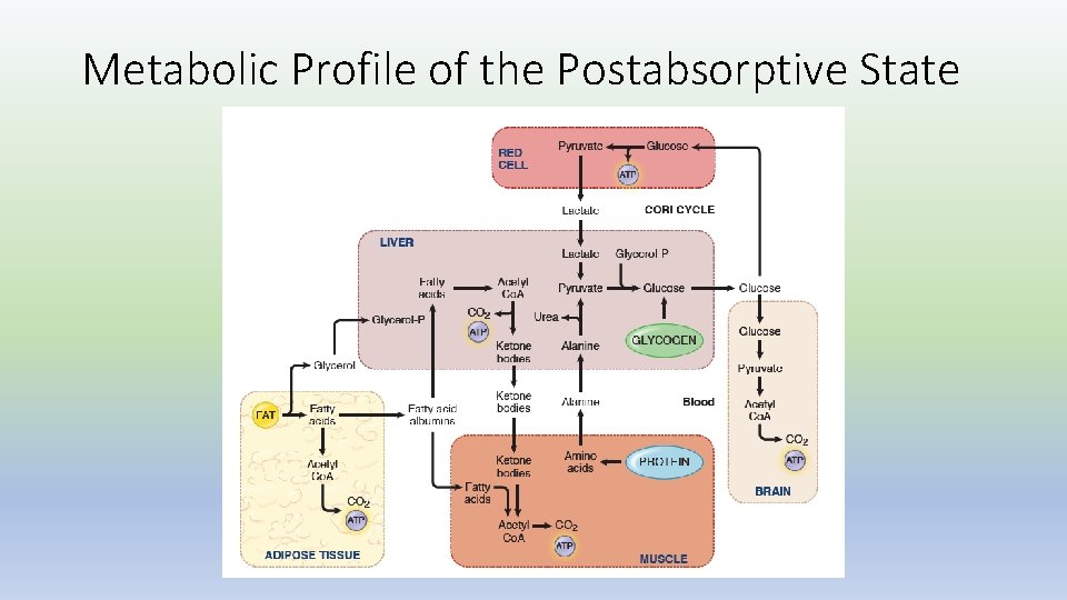 Metabolic Profile of the Postabsorptive State 