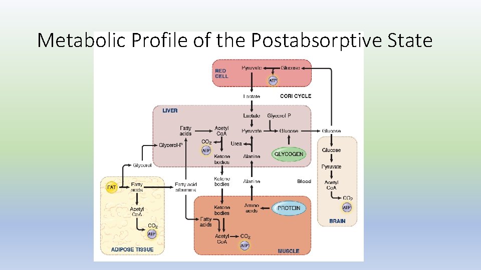 Metabolic Profile of the Postabsorptive State 