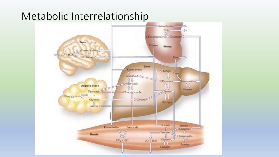 Metabolic Interrelationship 