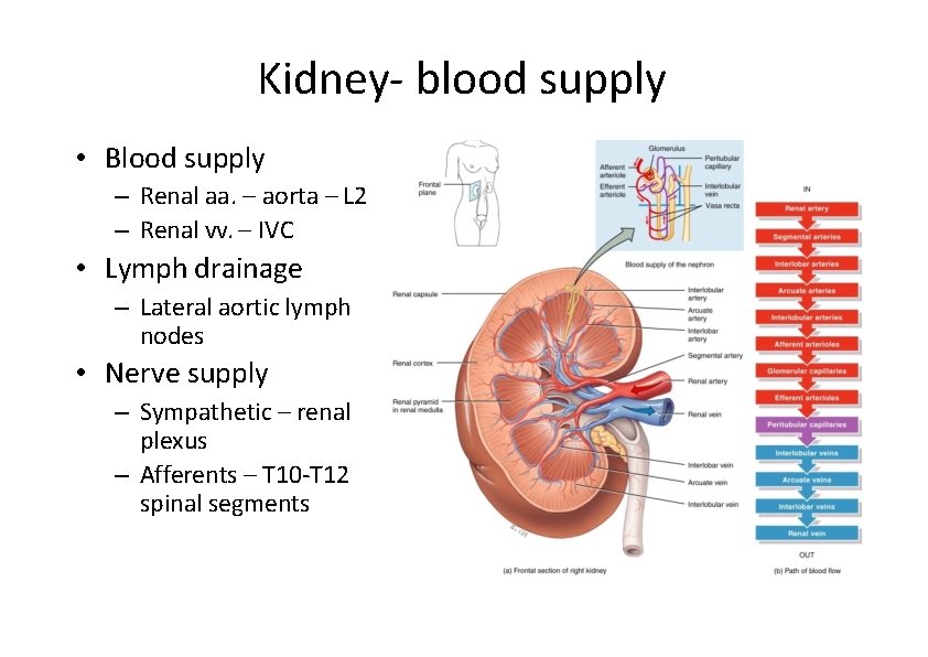 Kidney‐ blood supply • Blood supply – Renal aa. – aorta – L 2