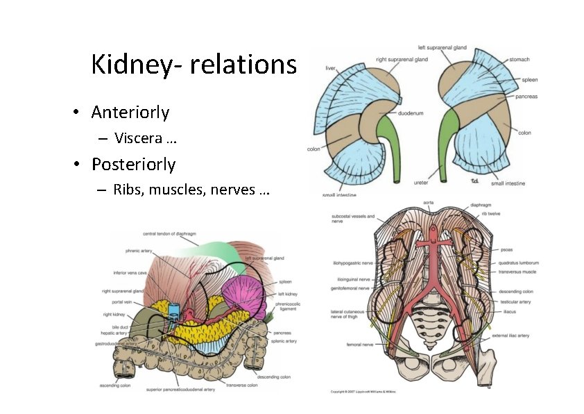 Kidney‐ relations • Anteriorly – Viscera … • Posteriorly – Ribs, muscles, nerves …