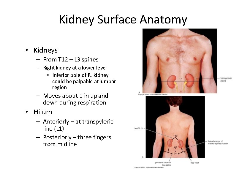 Kidney Surface Anatomy • Kidneys – From T 12 – L 3 spines –