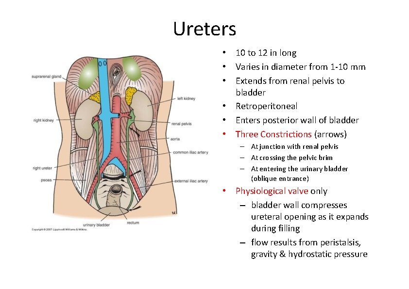 Ureters • 10 to 12 in long • Varies in diameter from 1‐ 10