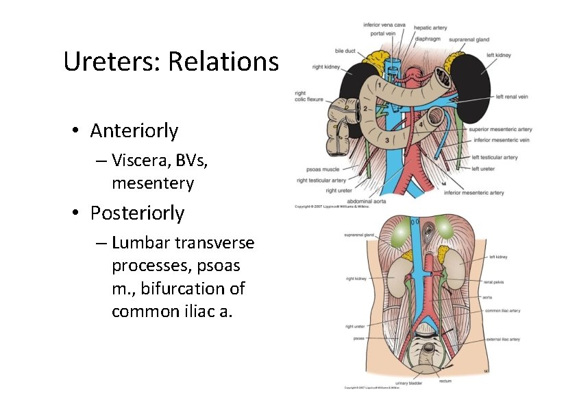 Ureters: Relations • Anteriorly – Viscera, BVs, mesentery • Posteriorly – Lumbar transverse processes,