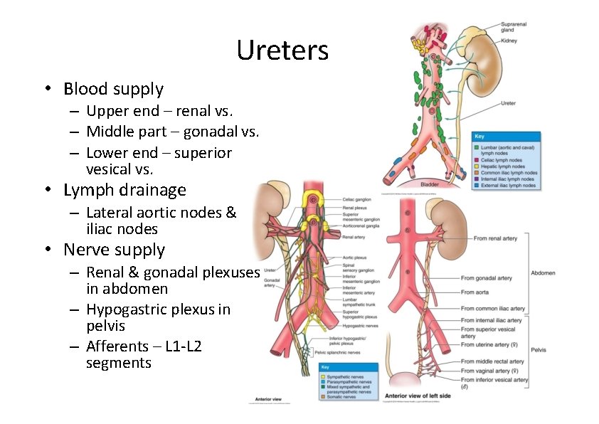 Ureters • Blood supply – Upper end – renal vs. – Middle part –