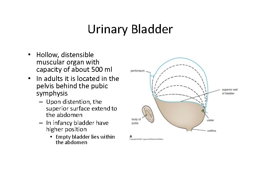 Urinary Bladder • Hollow, distensible muscular organ with capacity of about 500 ml •