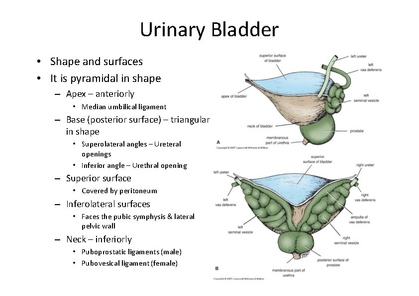 Urinary Bladder • Shape and surfaces • It is pyramidal in shape – Apex