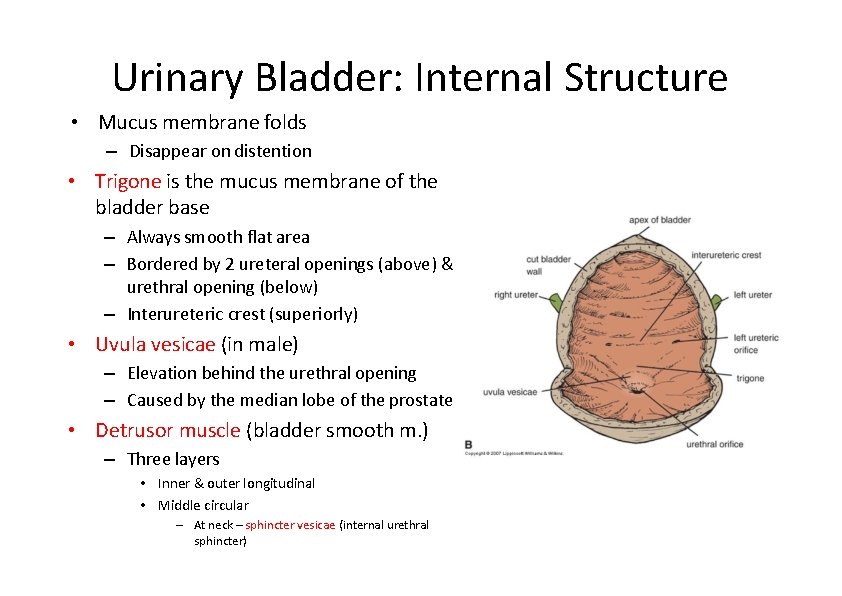 Urinary Bladder: Internal Structure • Mucus membrane folds – Disappear on distention • Trigone