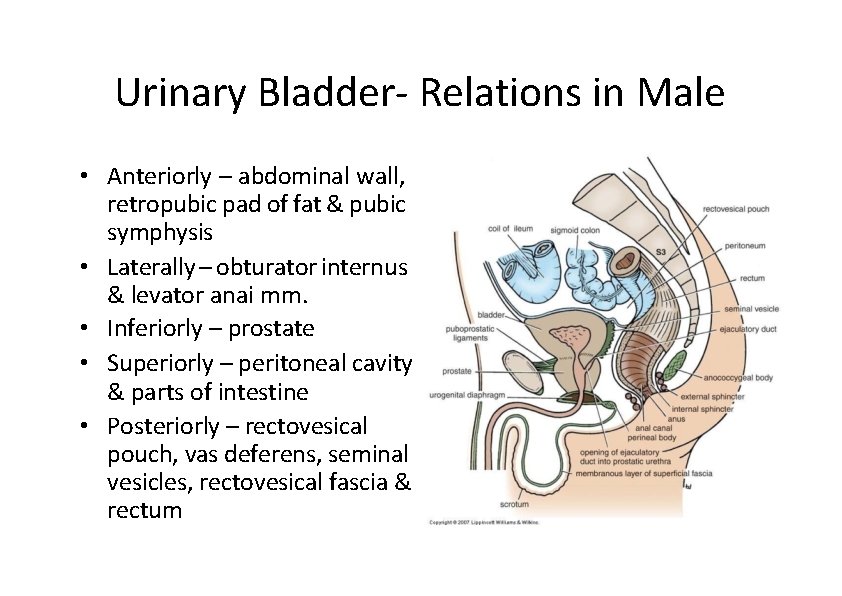 Urinary Bladder‐ Relations in Male • Anteriorly – abdominal wall, retropubic pad of fat