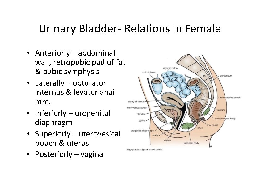 Urinary Bladder‐ Relations in Female • Anteriorly – abdominal wall, retropubic pad of fat