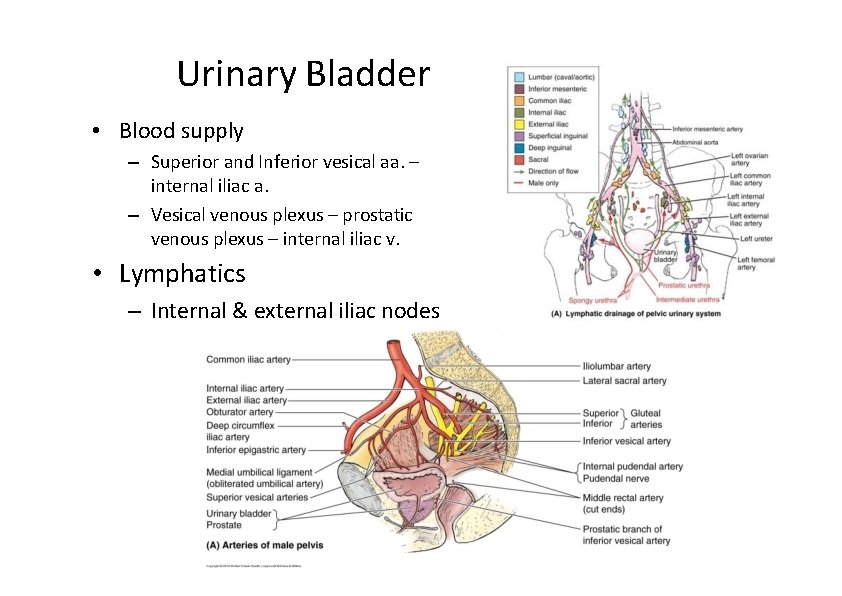 Urinary Bladder • Blood supply – Superior and Inferior vesical aa. – internal iliac