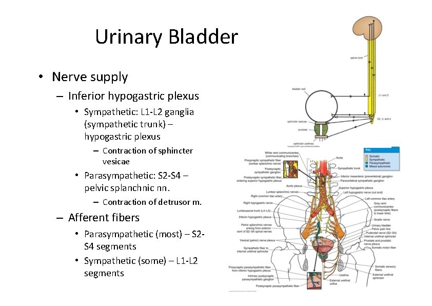 Urinary Bladder • Nerve supply – Inferior hypogastric plexus • Sympathetic: L 1‐L 2