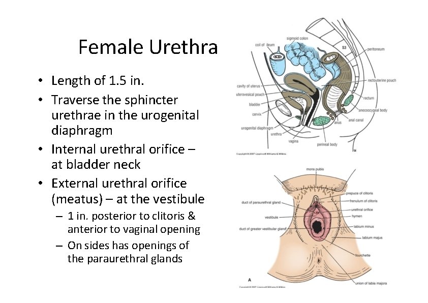 Female Urethra • Length of 1. 5 in. • Traverse the sphincter urethrae in