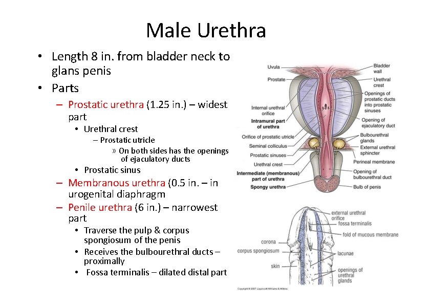 Male Urethra • Length 8 in. from bladder neck to glans penis • Parts
