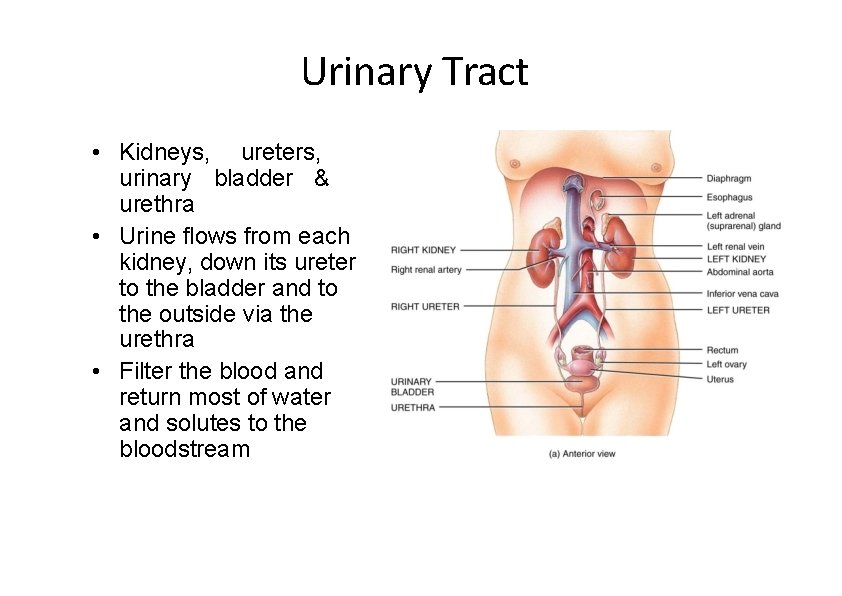Urinary Tract • Kidneys, ureters, urinary bladder & urethra • Urine flows from each