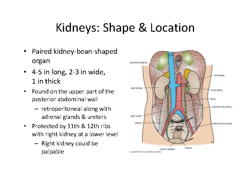 Kidneys: Shape & Location • Paired kidney‐bean‐shaped organ • 4‐ 5 in long, 2‐