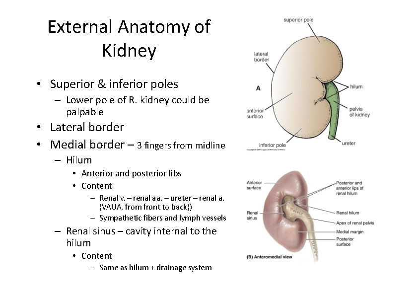 External Anatomy of Kidney • Superior & inferior poles – Lower pole of R.