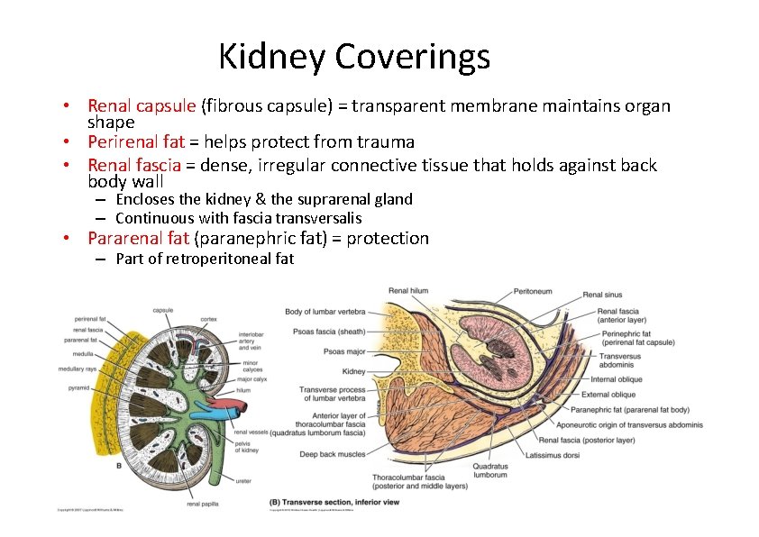 Kidney Coverings • Renal capsule (fibrous capsule) = transparent membrane maintains organ shape •