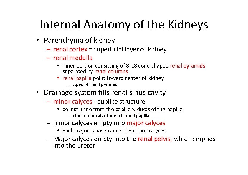 Internal Anatomy of the Kidneys • Parenchyma of kidney – renal cortex = superficial