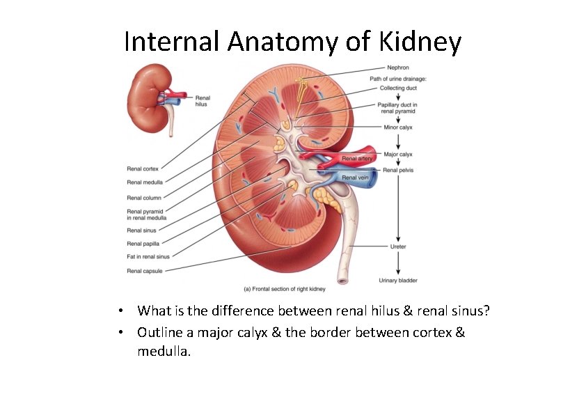 Internal Anatomy of Kidney • What is the difference between renal hilus & renal