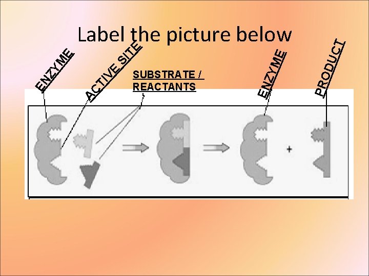 CT DU PRO E ZYM SUBSTRATE / REACTANTS EN TI VE AC EN ZY