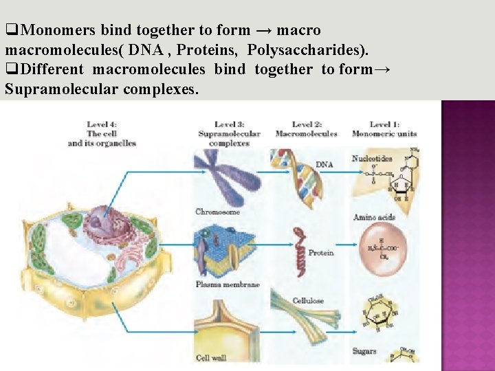 q. Monomers bind together to form → macromolecules( DNA , Proteins, Polysaccharides). q. Different