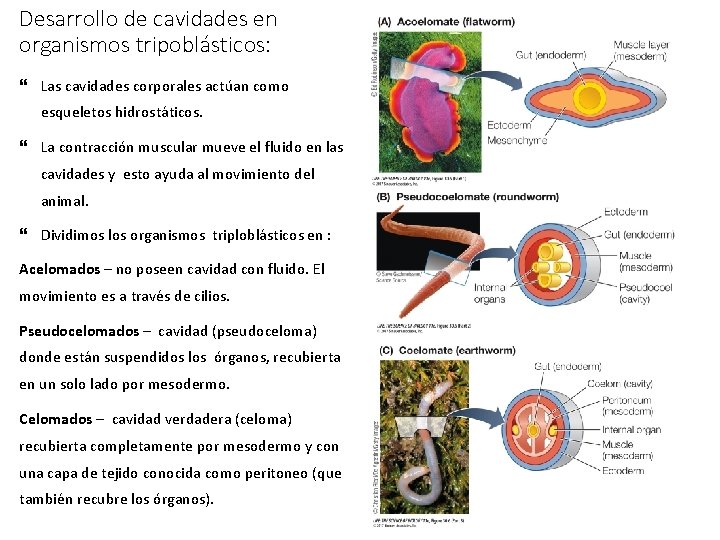 Desarrollo de cavidades en organismos tripoblásticos: Las cavidades corporales actúan como esqueletos hidrostáticos. La