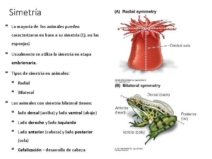 Simetría La mayoría de los animales pueden caracterizarse en base a su simetría (Ej.