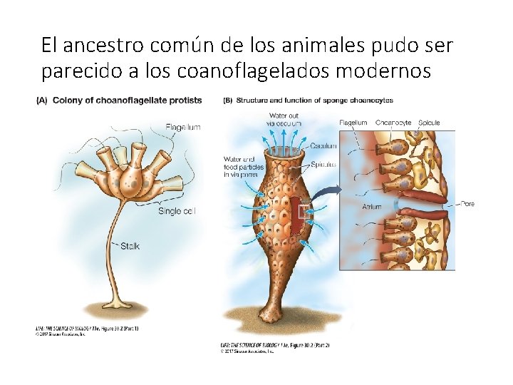 El ancestro común de los animales pudo ser parecido a los coanoflagelados modernos 