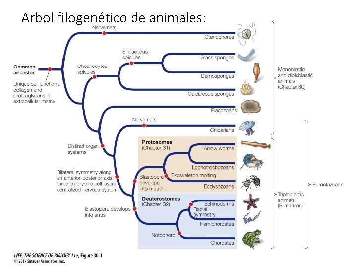 Arbol filogenético de animales: 