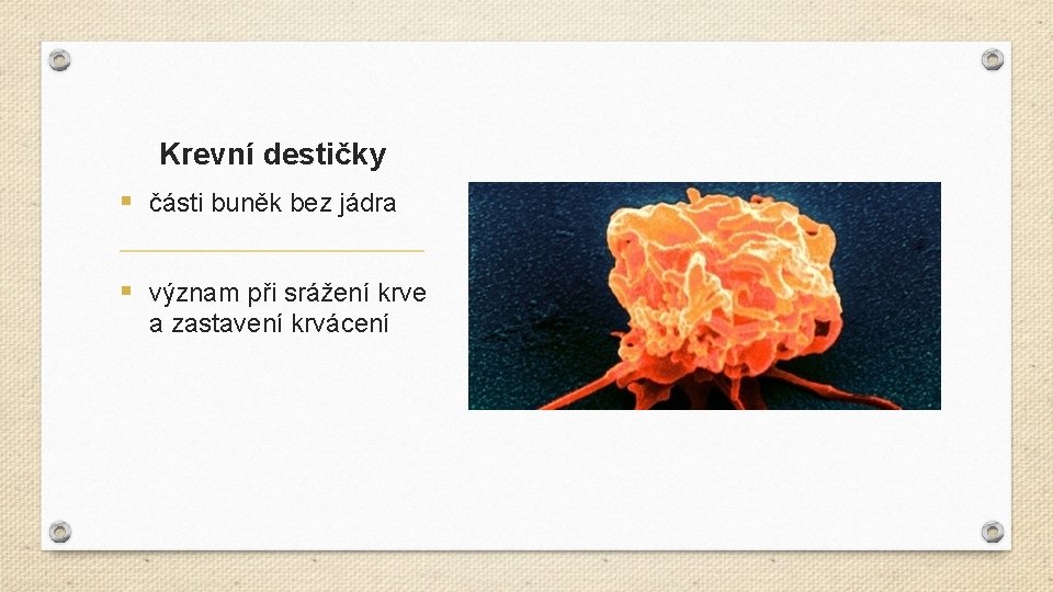 Krevní destičky § části buněk bez jádra § význam při srážení krve a zastavení