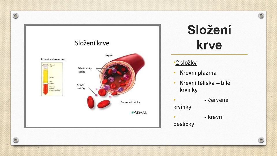Složení krve • 2 složky • Krevní plazma • Krevní tělíska – bílé krvinky