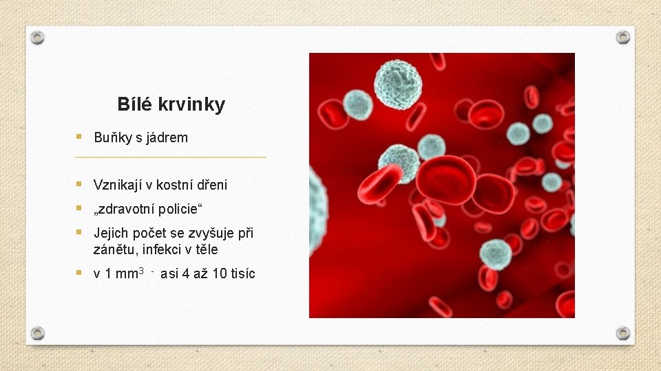 Bílé krvinky § Buňky s jádrem § Vznikají v kostní dřeni § „zdravotní policie“