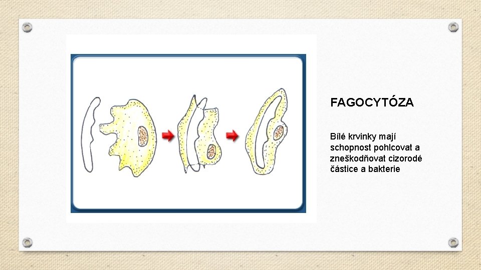 FAGOCYTÓZA Bílé krvinky mají schopnost pohlcovat a zneškodňovat cizorodé částice a bakterie 