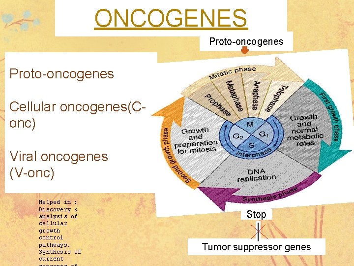 ONCOGENES Proto-oncogenes GM S 2 Cellular oncogenes(Conc) Viral oncogenes (V-onc) Helped in : Discovery