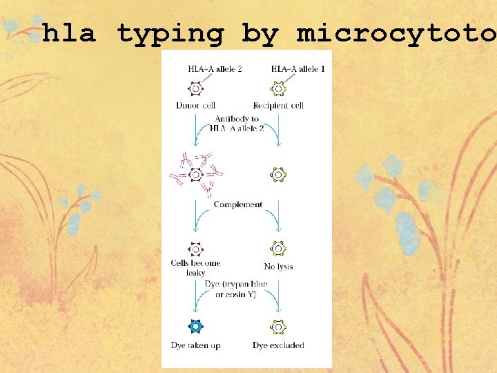 hla typing by microcytoto 