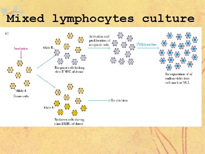 Mixed lymphocytes culture 